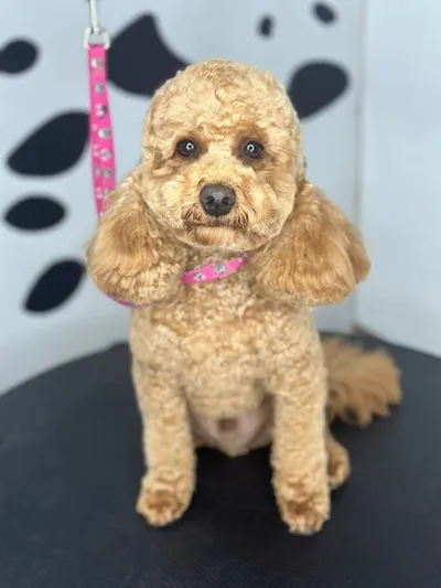OH! Hundesalon