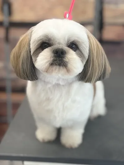 Hundesalon Professional Fur Care