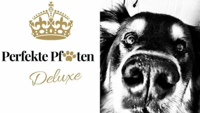 Perfekte Pfoten Deluxe Hundesalon