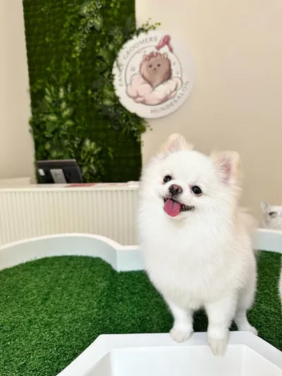 Fancy Groomers