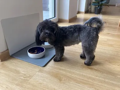 Pfötchenfriseur Hundefriseur Hundesalon