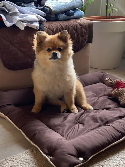 Hundefriseur Hundrumchick