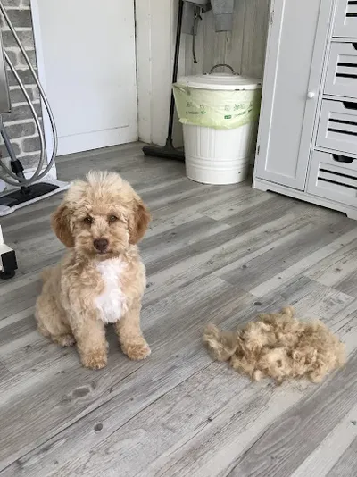 fluffy-fur Ihr Hundefriseur