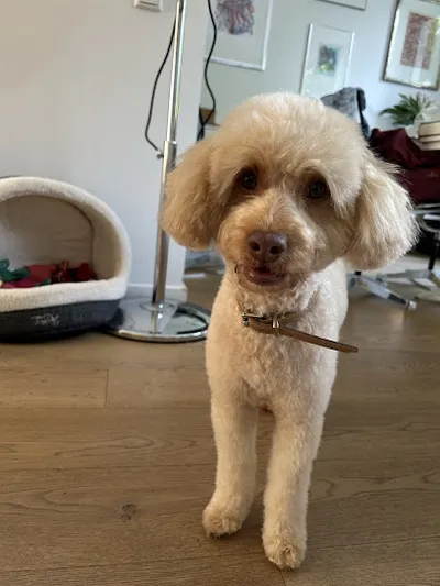 MyDogs Grooming