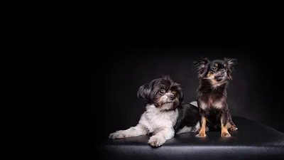 rosie and sam Hundesalon
