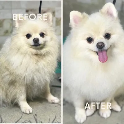 Good Dog Pet Grooming & Spa