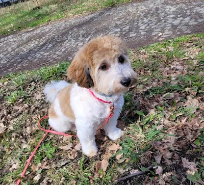 Mobiler Hundefriseur Potsdam