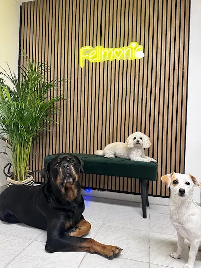 Hundefriseur Fellmonie