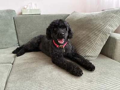 Hundefriseur Mia