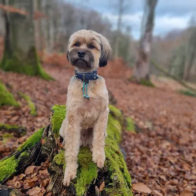 Beauty Dogs Much