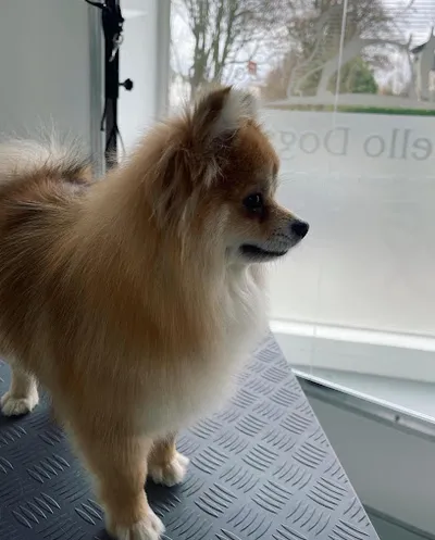Hello Dogs
