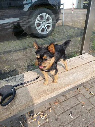 Hundesalon Fell & Pfötchen Ihr Hundesalon für Groß und Klein