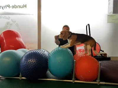 Hundephysiotherapie SchrittMacher Sandra Müller