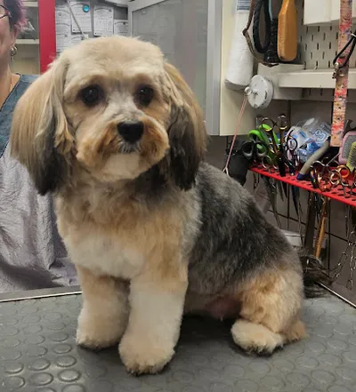 Eick Löbel / Kerstin Wieschermann Hundefrisierstübchen