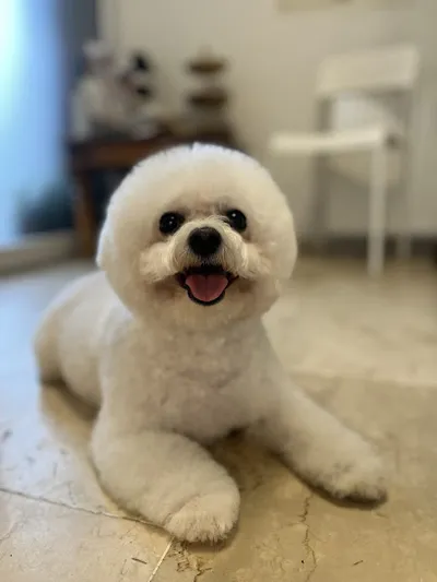 Wusel&Co. Hundesalon