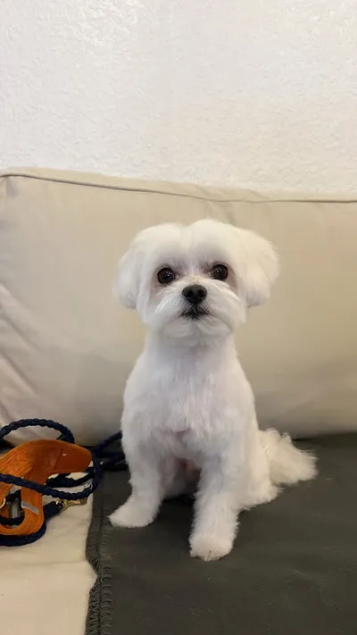 HUNDESALON OH MY DOG! - HUNDEFRISEUR STUTTGART & KATZENSALON OH MY CAT!