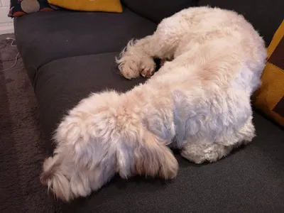 Hundesalon Hoisbüttel