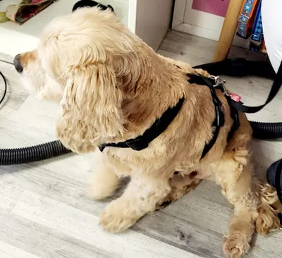 Susanne's Hundesalon