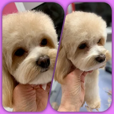 Hundesalon Beauty Dogs & Boutique