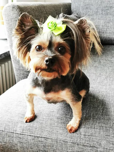 Hundesalon-Laim-Nymphenburg
