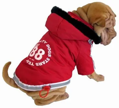 Schoener Hund