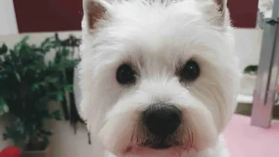 Hundesalon Annabello