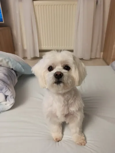 Hundesalon Fellwechsel Sabine Fänder
