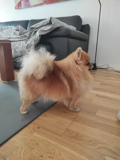 RUMO Dog Spa & Boutique