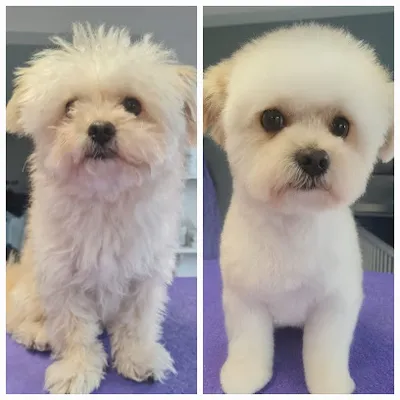 Hundestudio Fellino