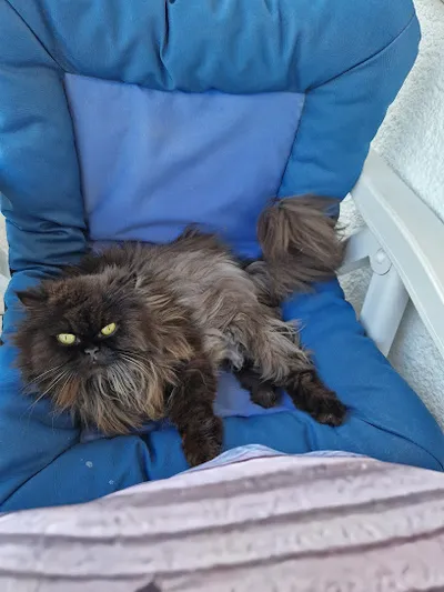 Sabine Hundertpro Hunde Katzensalon Inh. Sabine Rügemer