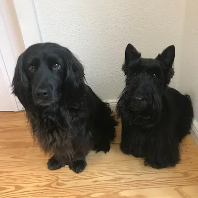 Hundefrisierstube Sigrid Kainth