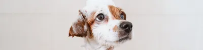 LA Hundewäsche SB Hundewaschanlage Hundewaschbox