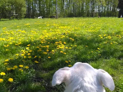 Hundezentrum Harting