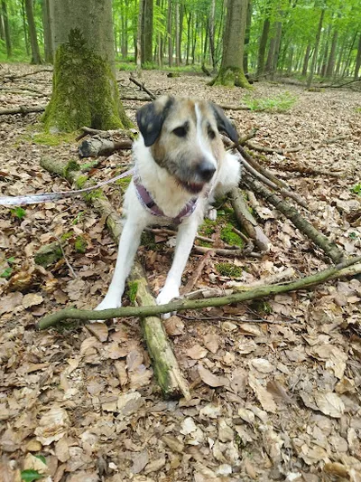 Anja Grigoleit - Ganzheitliche Verhaltenstherapeutin & Hundetrainerin