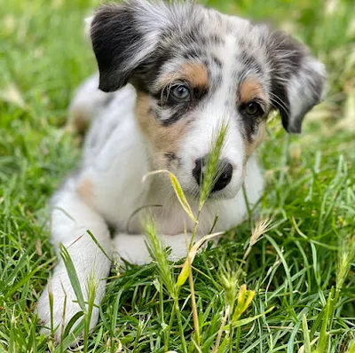 Hundesalon Resch