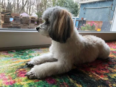 Hundesalon Johanna Popov