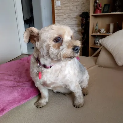 Hundesalon Siggi und Zoobedarf
