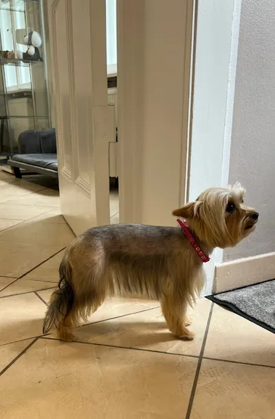 Hundesalon - Groomy Dog