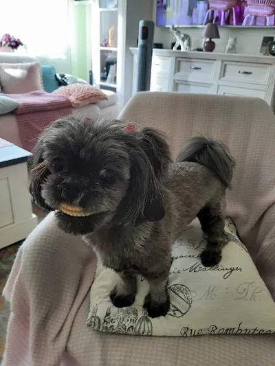 Canis-Minor Ihr Hundesalon