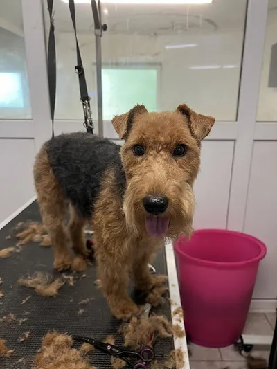Hundesalon & Hundepension - City with Dogs