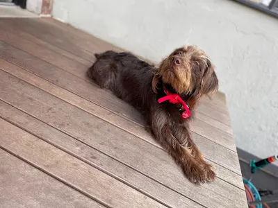 Hundesalon Pfötchenliebe Pulheim