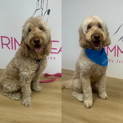 Trimm-Team by Irina Kuss Hundesalon