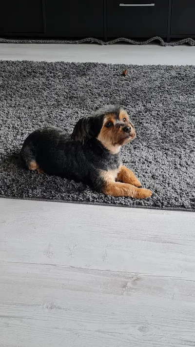 Hundesalon Neukölln