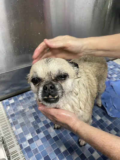 Für alle Felle - Hundesalon