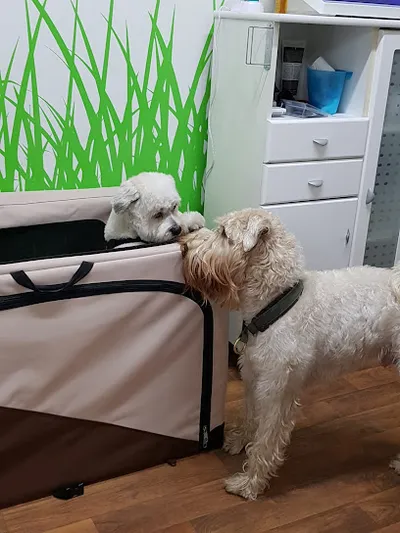 Hunde und Katzensalon Fresh & Beauty