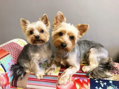 hundeschoen-frankfurt