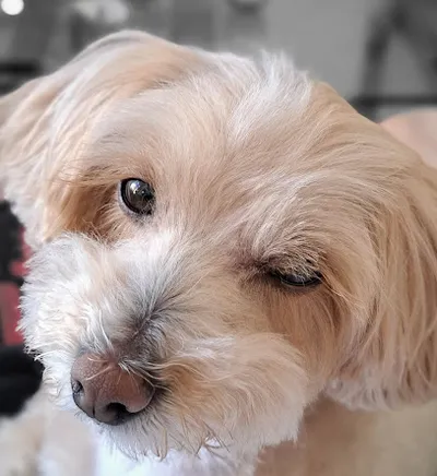 Hundesalon Sandy -Velten