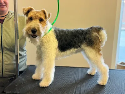 Hundesalon 'zur Fluse' GbR