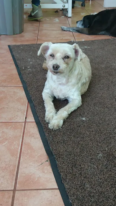 Hundesalon Steglitz