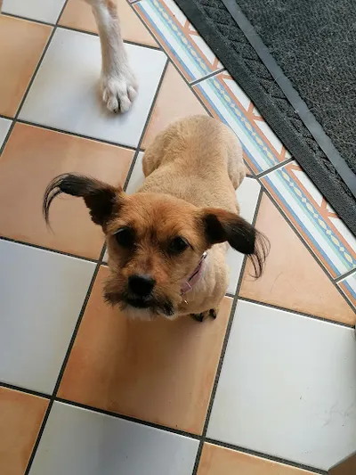 Hundesalon Filou